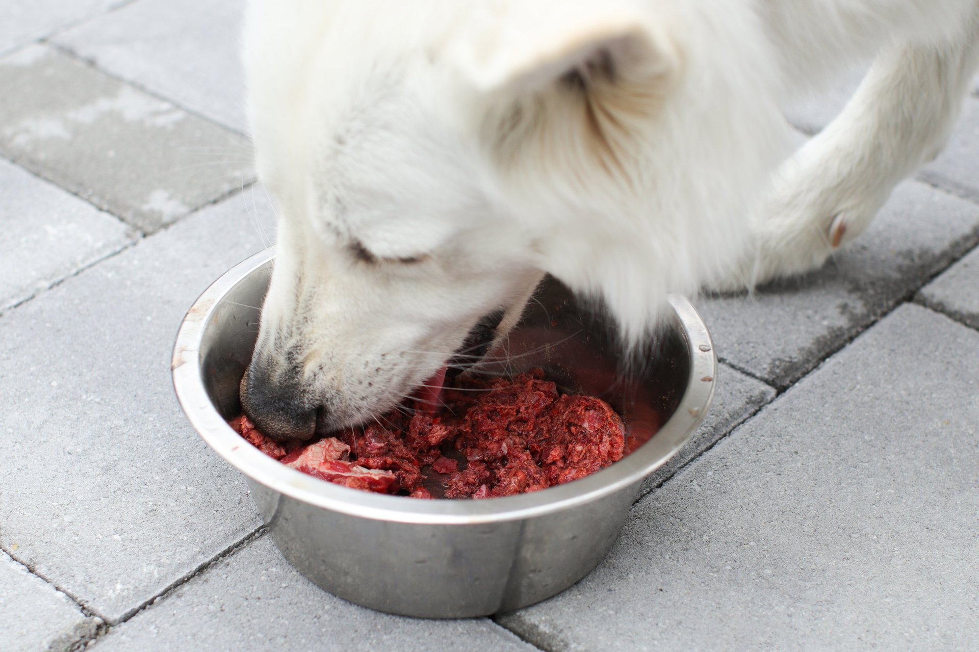 Perro feliz con comida BARF