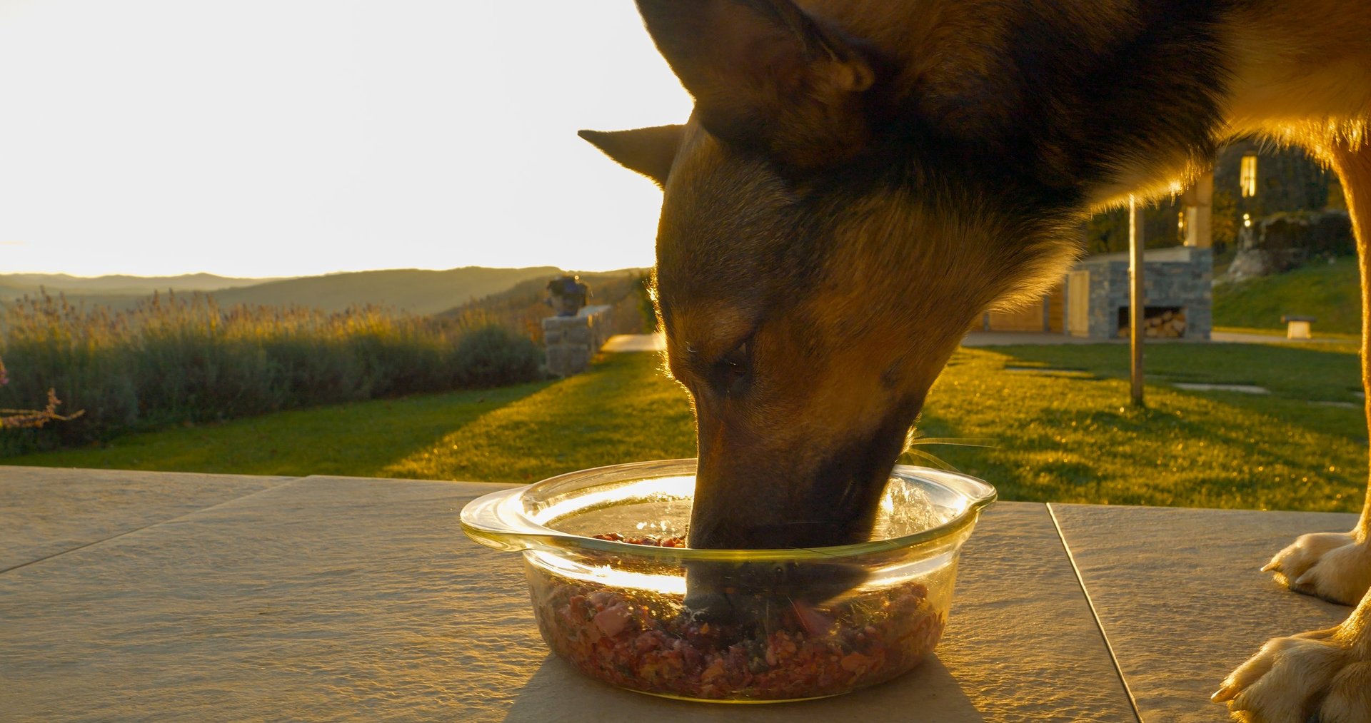 Perro pastor disfrutando comida BARF