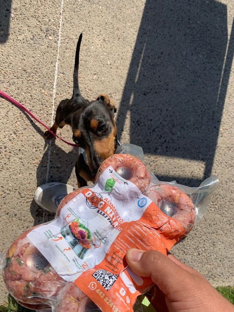 Small dog on leash looking up at packaged food items held by persons hand outdoors